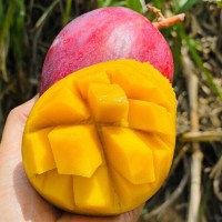 四川攀枝花彩虹芒新鮮應季熱帶水果香甜多汁芒果3/5斤裝批發(fā)